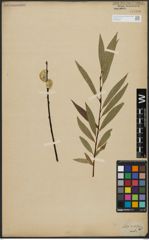 Foto von Salix acutifolia Willd.